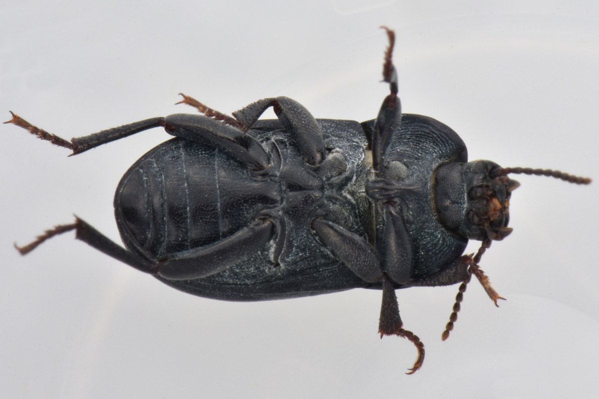 Tenebrionidae: Tutti Pedinus meridianus?  S, maschi e femmine